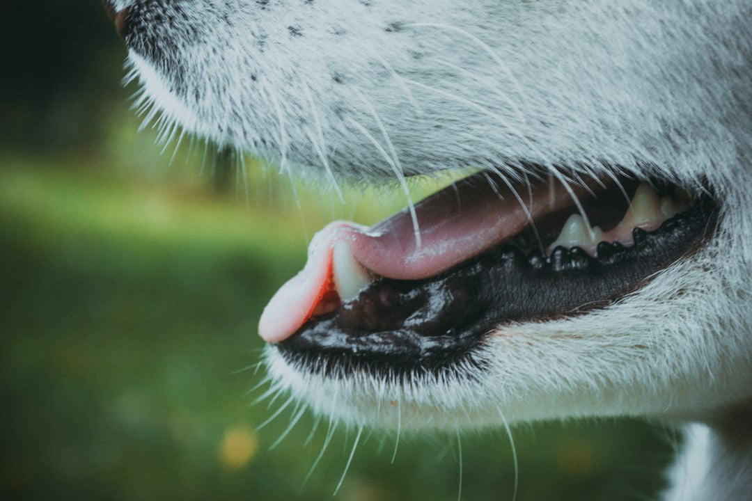 Foods and Drinks that Stain Your Teeth: Maintain Your Pearly Whites